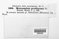 Paragymnopus perforans image